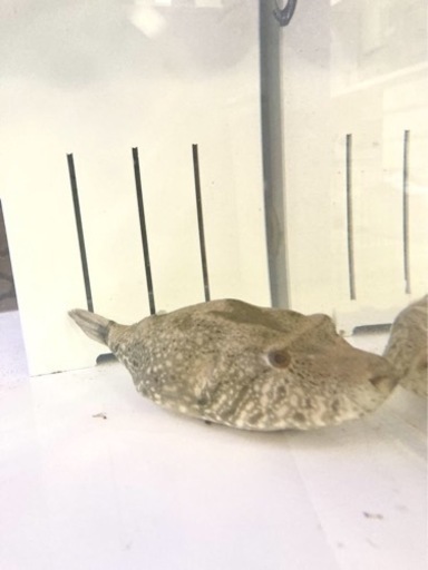 熱帯魚 淡水ふぐ スバッティ