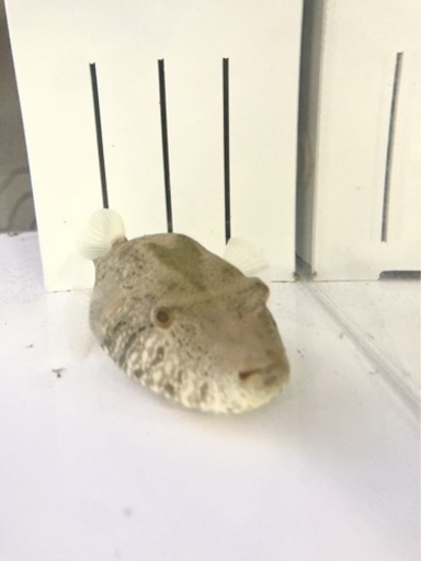 熱帯魚 淡水ふぐ スバッティ