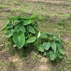 里芋の苗　差し上げます。の画像