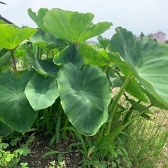 里芋の苗　差し上げます。の画像