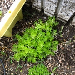 多肉植物の画像
