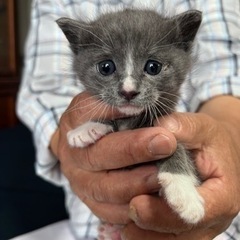 譲渡先決定〜子猫の里親さん募集（代理投稿）