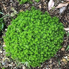 多肉植物の画像