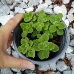 アロマティカス：ゴキブリを寄せ付けない植物の画像