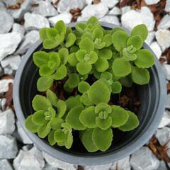 アロマティカス：ゴキブリを寄せ付けない植物の画像