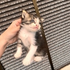 子猫の里親募集！！
