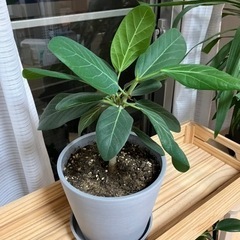 観葉植物④ フィカス