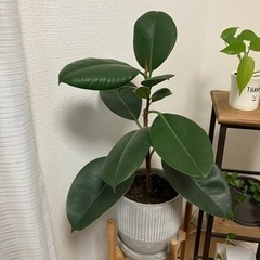 【取引成立】観葉植物⑤
