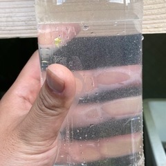 ゾウリムシ　これから大活躍　メダカ闘魚　グッピー　ベタ等　1リッ...