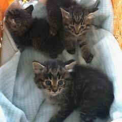 保護した子猫　三匹です。