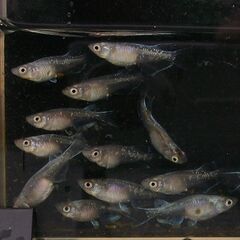 メダカ　50匹　ｎ6