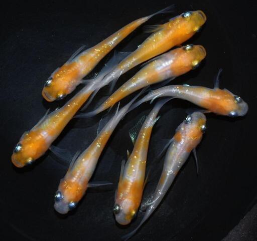 凛華紅白　5匹　参考画像
