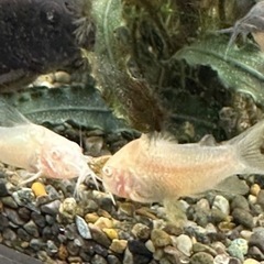 熱帯魚恵庭コリドラス　アエネウスアルビノの画像