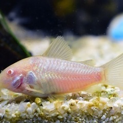 熱帯魚恵庭コリドラス　アエネウスアルビノ