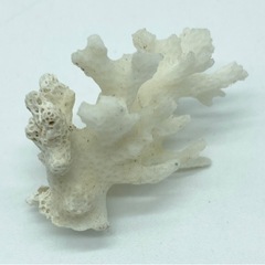 中古■珊瑚礁■白サンゴ■珊瑚礁セット■奄美大島■の画像