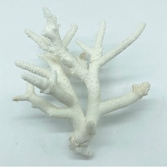 中古■珊瑚礁■白サンゴ■珊瑚礁セット■奄美大島■の画像