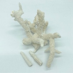 中古■珊瑚礁■白サンゴ■珊瑚礁セット■奄美大島■の画像