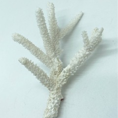 中古■珊瑚礁■白サンゴ■珊瑚礁セット■奄美大島■の画像