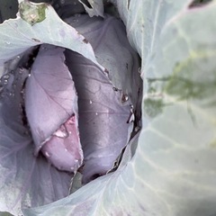 自家野菜