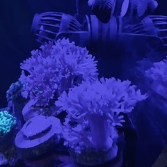 サンゴ　パクパクウミアザミ