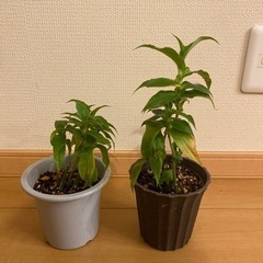植物　ホトトギス　白　山野草