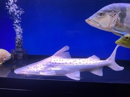 ピライーバ、肉食魚、熱帯魚