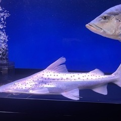 キクラ その他の中古が安い！激安で譲ります・無料であげます(3ページ目)｜ジモティー