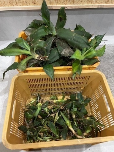 早い者勝ち⭐︎アガベ・サルミアナフェロックス&クレイジーホース