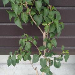 香木　ライラック　マダムレモイネ　苗木　花色：白　高さ：１ｍ～の画像