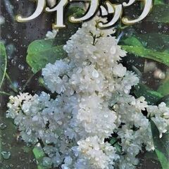 香木　ライラック　マダムレモイネ　苗木　花色：白　高さ：１ｍ～の画像