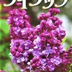 香木　ライラック　ミッシェルブッチャー　苗木　花色：紫・ピンク　高さ：１ｍ～の画像