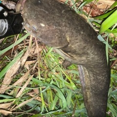 東広島近辺の方で、釣りに興味ある方😌 − 広島県