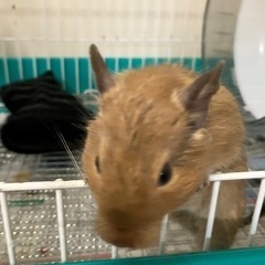 デグー(サンド)里親募集します。