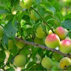 南高梅　南高　一袋200円の画像