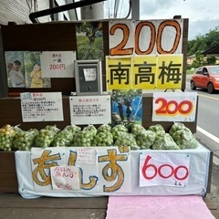 南高梅　南高　一袋200円