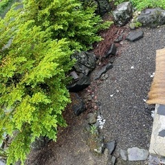 庭の木や石欲しい方いませんか？