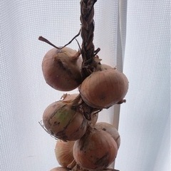 吊り玉ねぎ 無農薬 家庭菜園 ※他にも野菜あります。