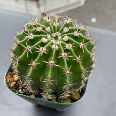 サボテン　エキノプシスオキシゴナの画像