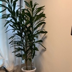 【グローカル2本】観葉植物／簡易鉢付き