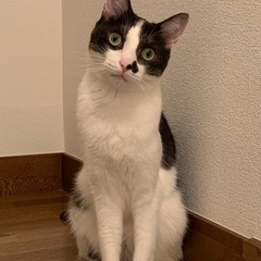 猫ちゃん、里親募集です − 栃木県