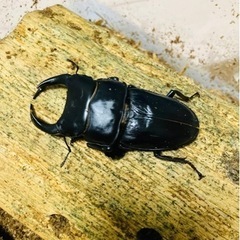 オオクワガタ　能勢YG 初令幼虫　80×50 