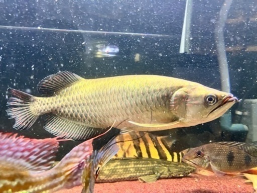 ノーザンバラムンディ　35センチ