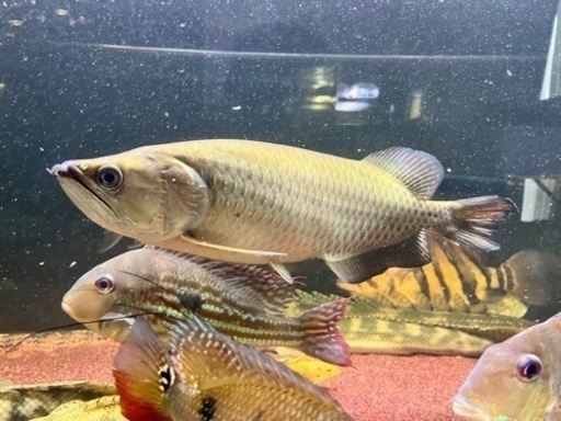 ノーザンバラムンディ　35センチ