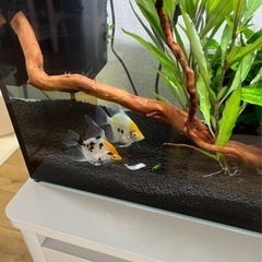 熱帯魚