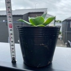 アガベ　ポタトラム　雷神の画像