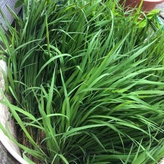 水稲苗　黒米　無農薬無化学肥料100本
