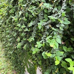 摘み放題　観葉植物プミラの画像