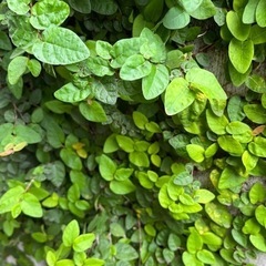 摘み放題　観葉植物プミラの画像