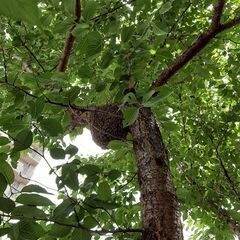 日本ミツバチの分蜂、庭の桜に発見、養蜂希望のかた育ててください。