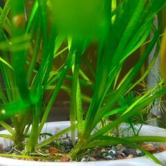 水草　🐟バリスネリア　1株　おまけ付き　②